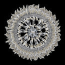 18 Light Chandelier<br /><span style="color:#4AB0CE;">Entrega: 6-7 semanas en USA</span><br /><span style="color:#4AB0CE;font-size:60%;">PREGUNTE POR ENTREGA EN PANAMA</span><br />Collection: Farfalle<br />Finish: Brushed Champagne Gold